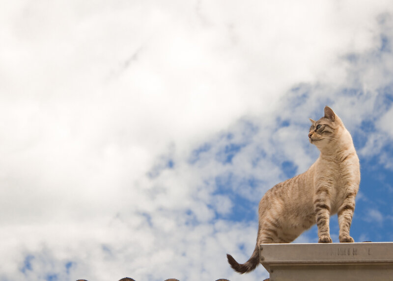 Striped Cat on Roof