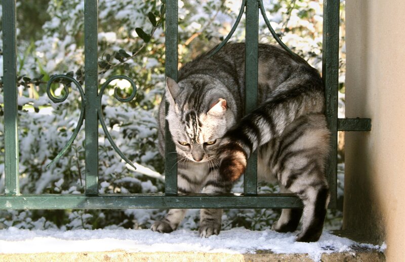 Striped Cat on Snow