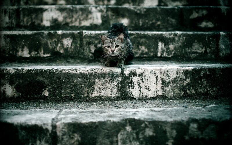 Striped Cat on Stairs