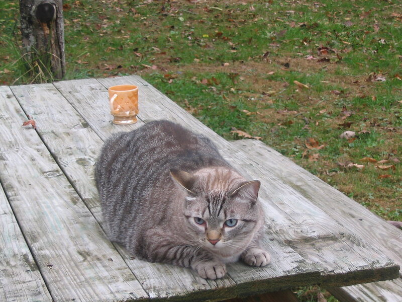 Striped Cat on Table