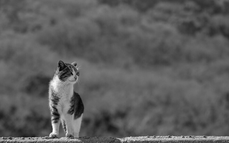 Striped Cat on Wall — Black, Calm