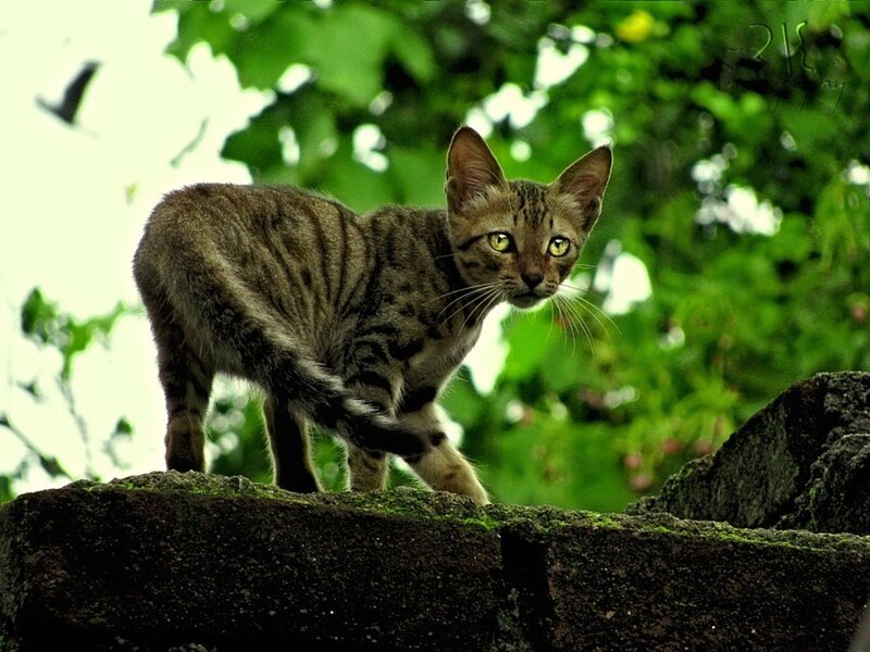 Striped Cat on Wall