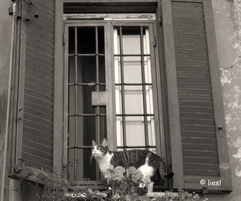 Striped Cat on Windowsill