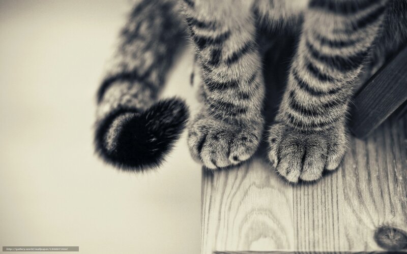 Striped Cat Paws