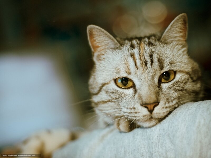 Striped Cat Resting — Gray