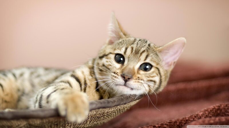 striped cat resting in basket