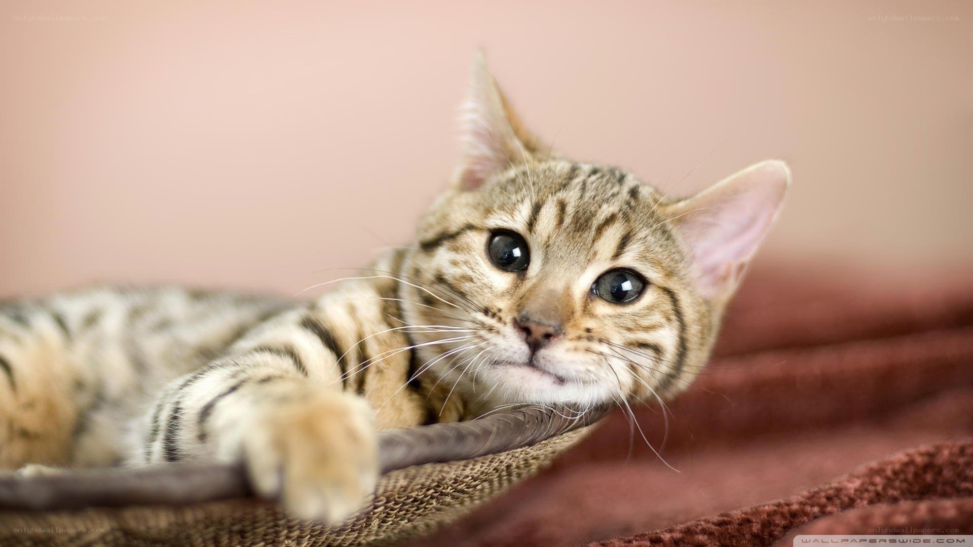 striped cat resting in basket