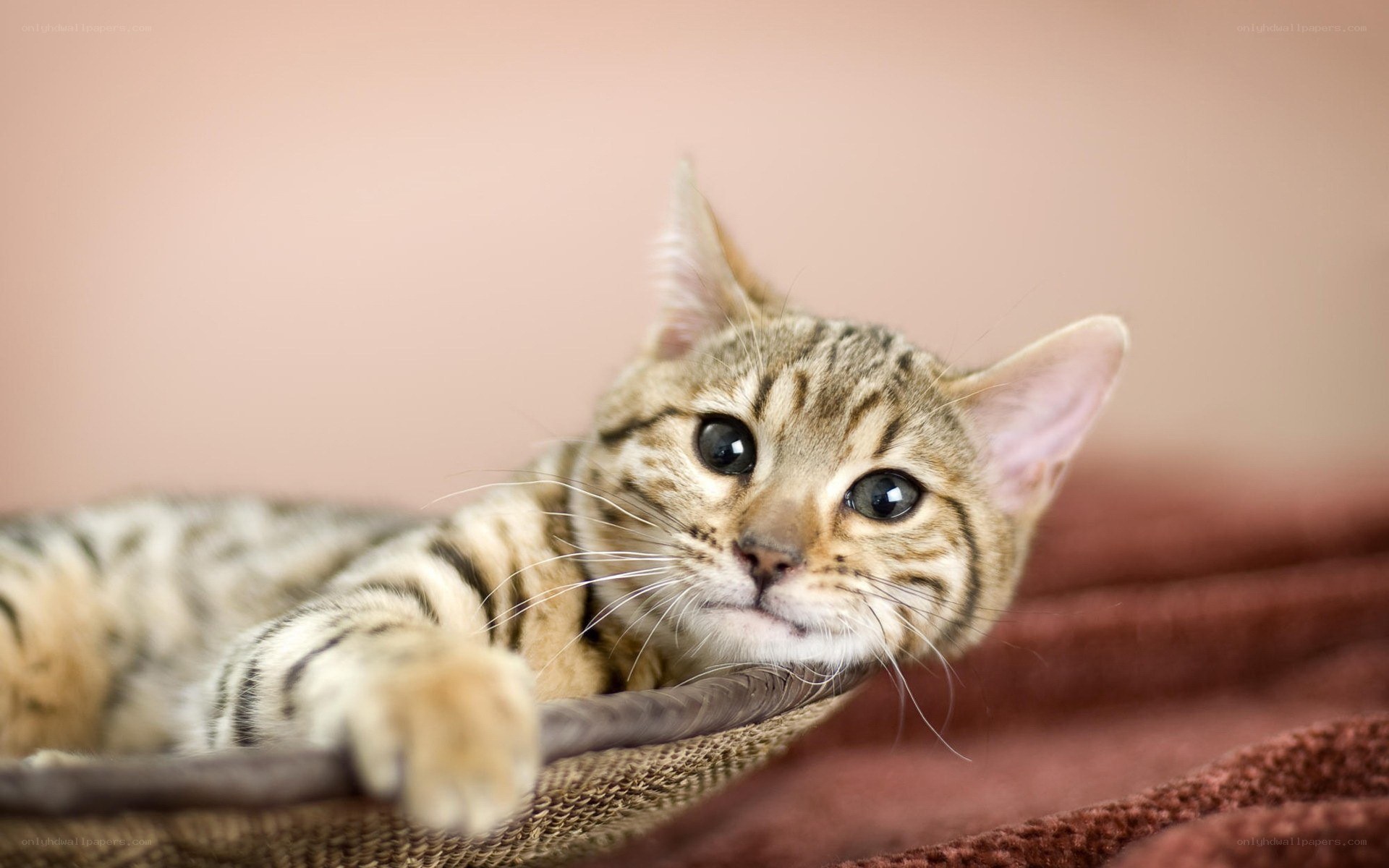 striped cat resting in basket