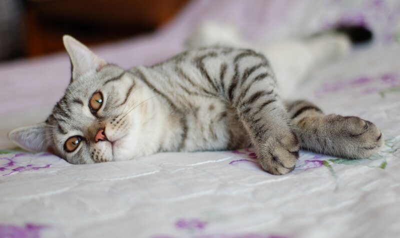 striped cat resting on bed