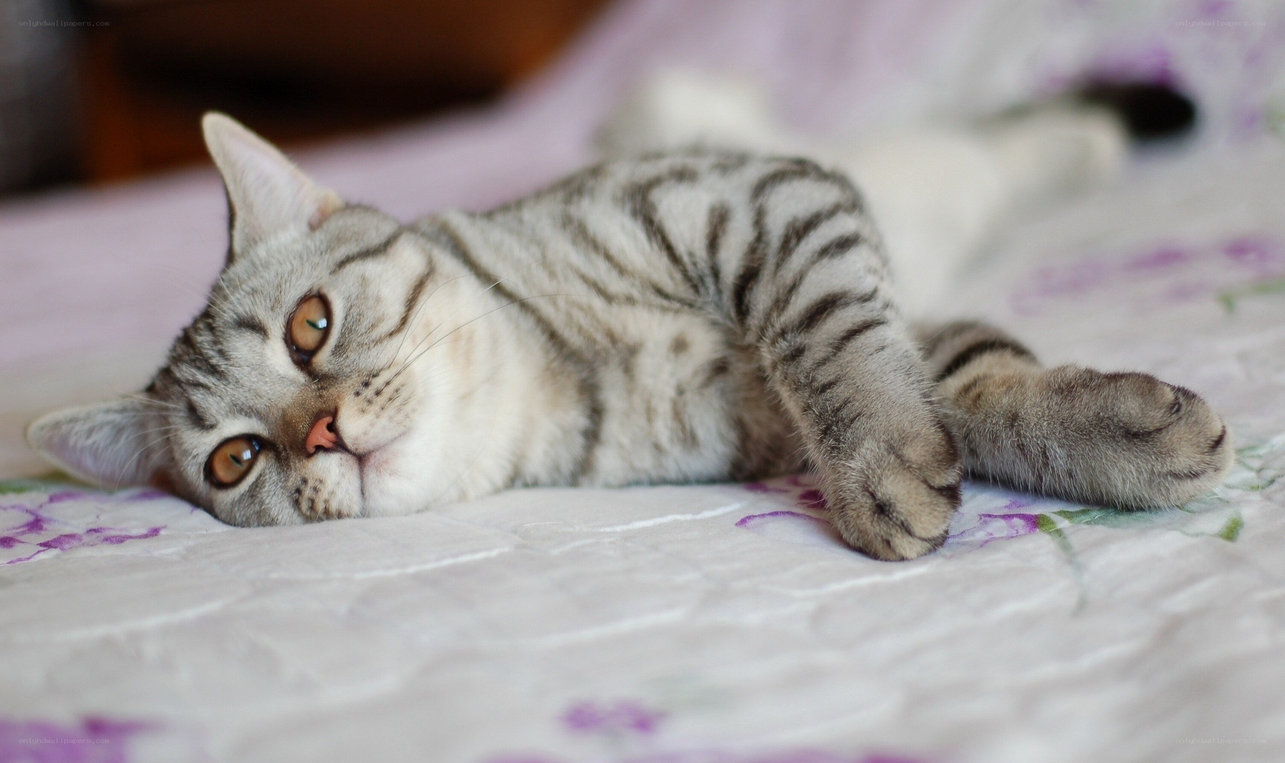 striped cat resting on bed