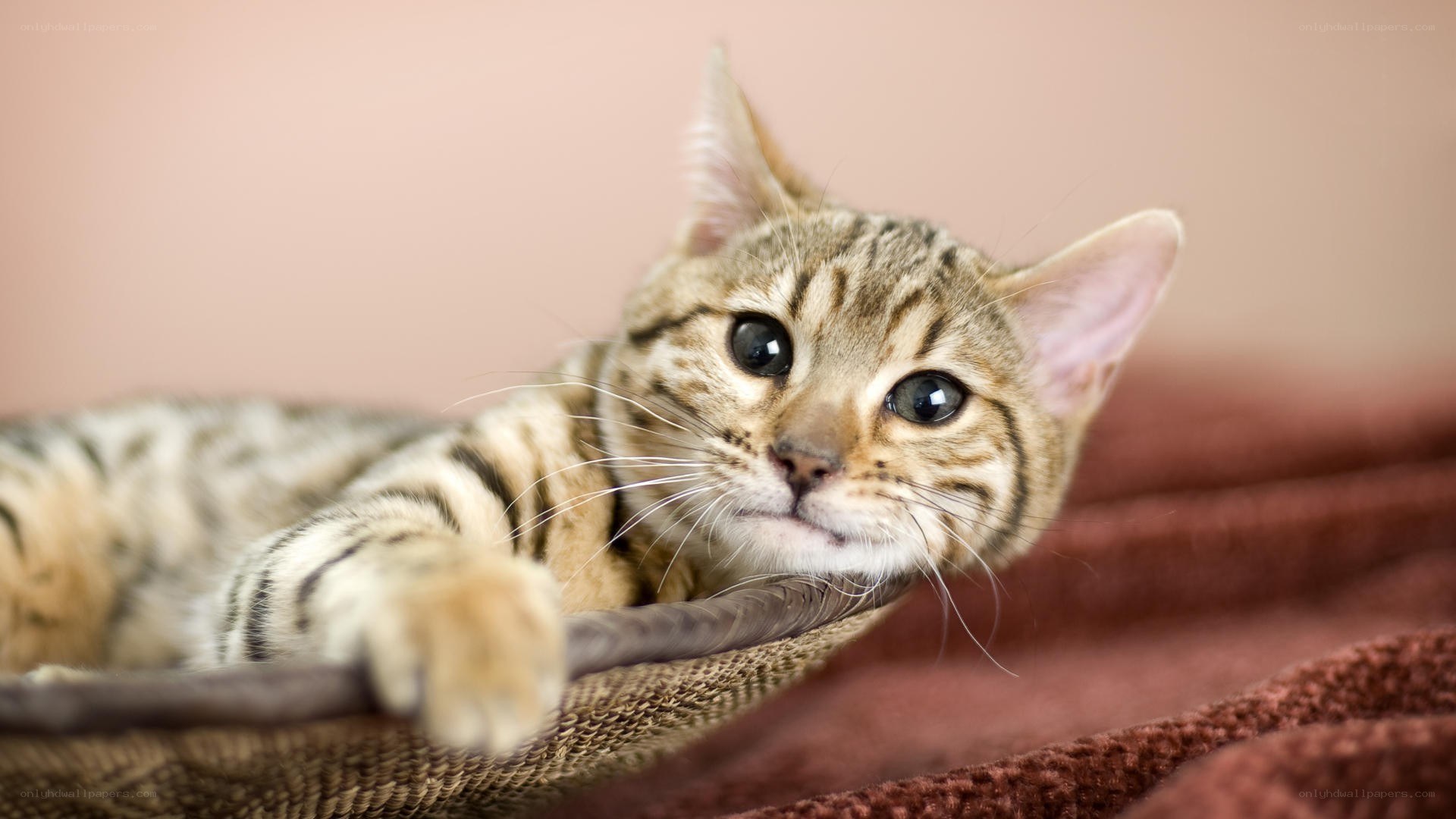 striped cat resting on blanket