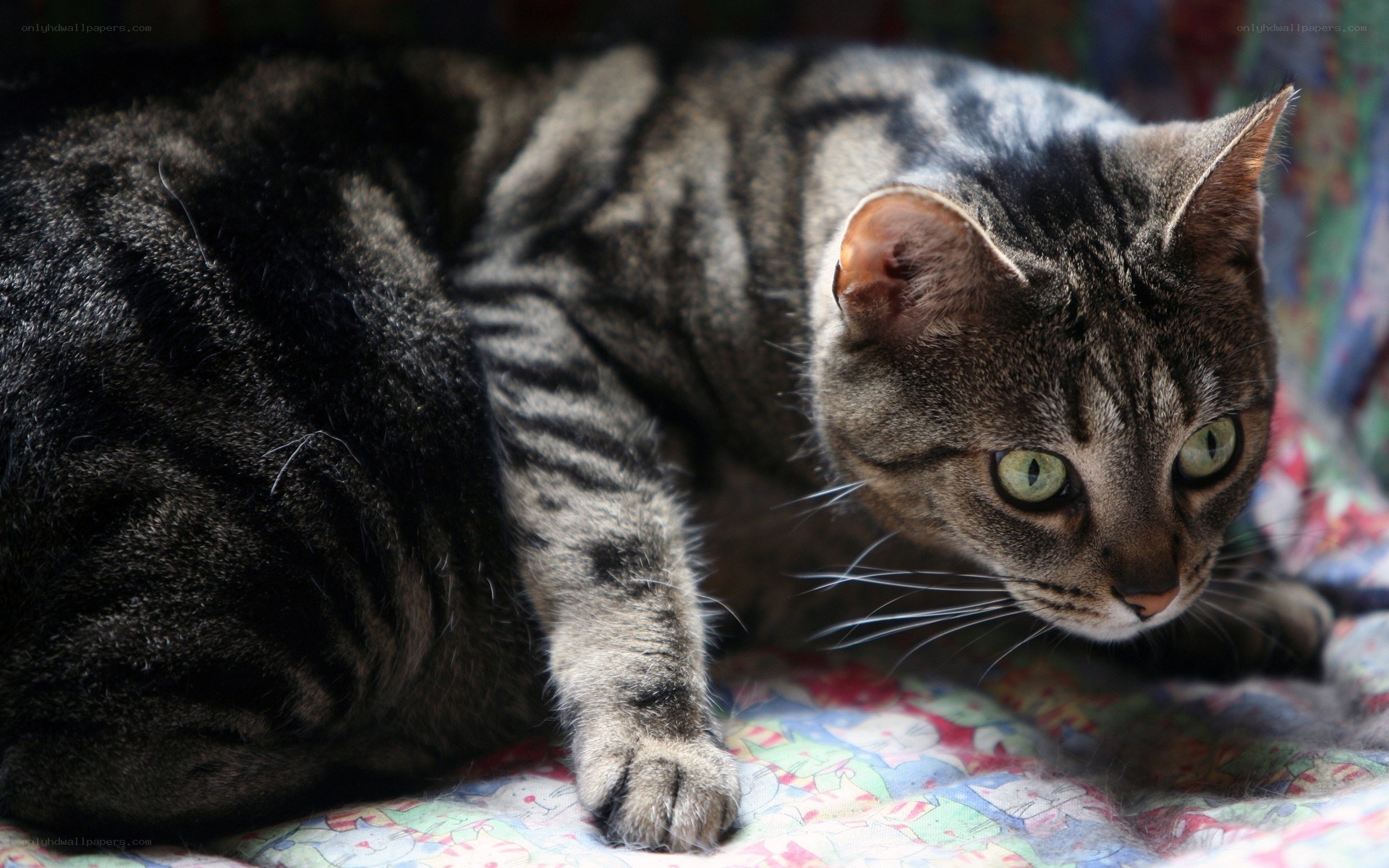 striped cat resting on blanket