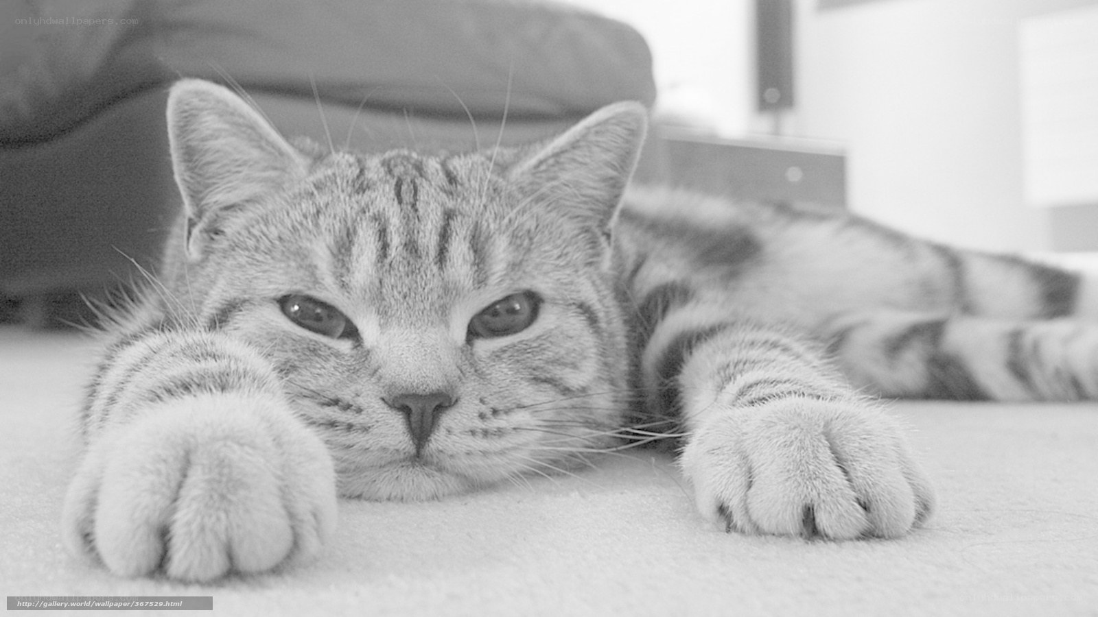 striped cat resting on carpet