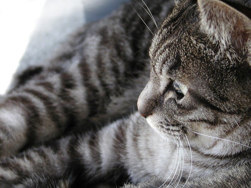 striped cat resting