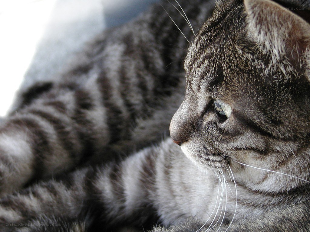 striped cat resting