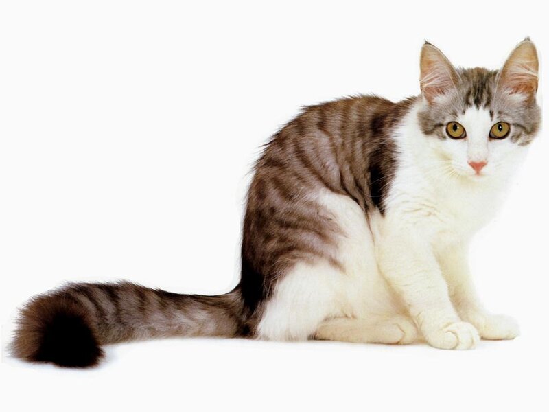 Striped Cat Sitting — Brown