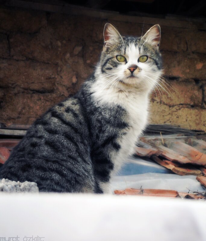 Striped Cat Sitting — Gray
