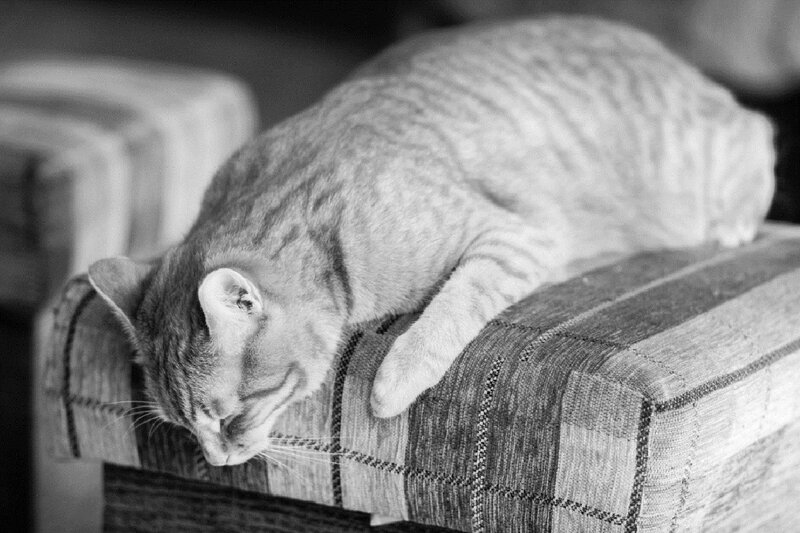 Striped Cat Sleeping — Black