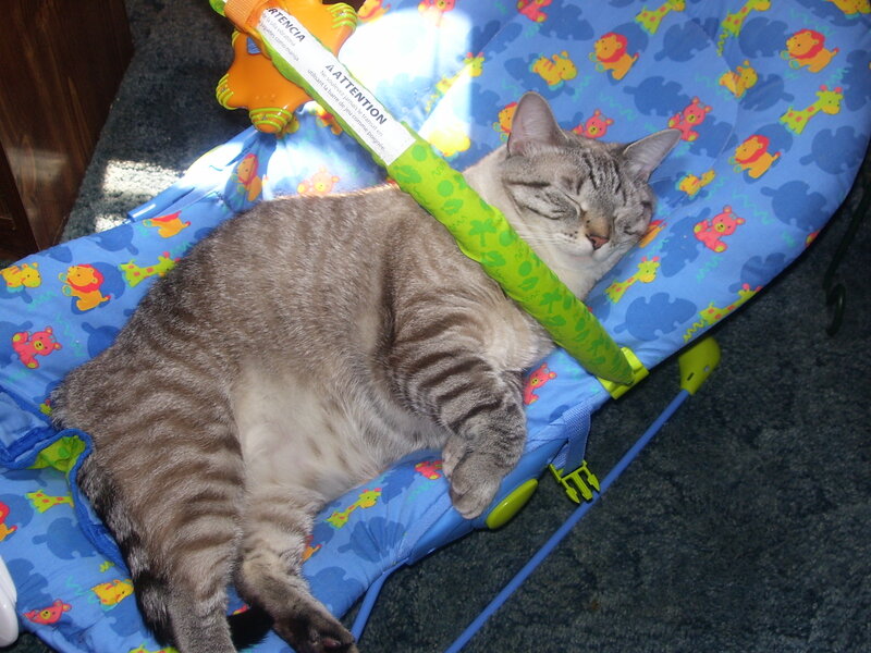 Striped Cat Sleeping — Blue