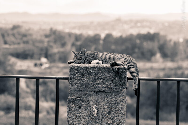 Striped Cat Sleeping — Gray, Calm