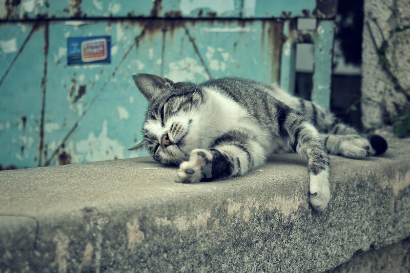 Striped Cat Sleeping — Gray