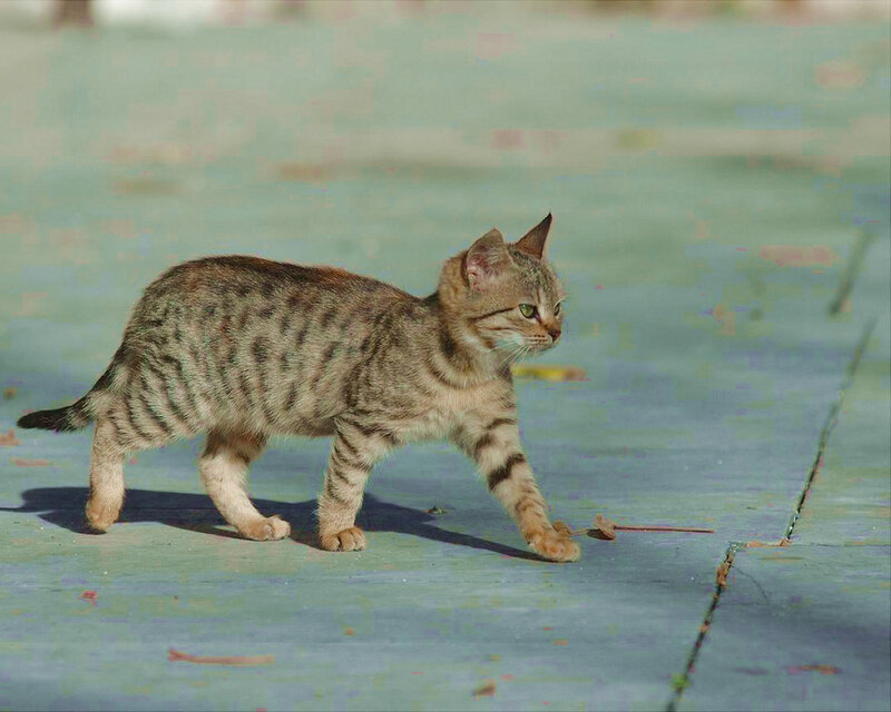 striped cat walking on pavement