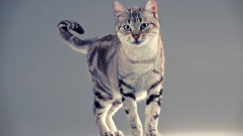 Striped Cat with Blue Eyes — Gray, Alert