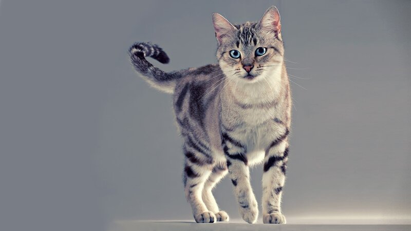 Striped Cat with Blue Eyes — Gray, Neutral, Photograph, Tail