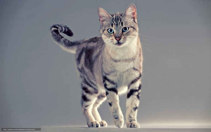 Striped Cat with Blue Eyes — Gray, Neutral, Photograph, Tail, Whiskers