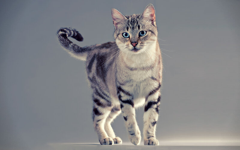 Striped Cat with Blue Eyes — Gray