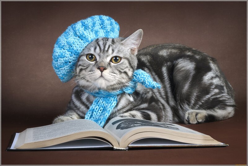 Striped Cat with Book