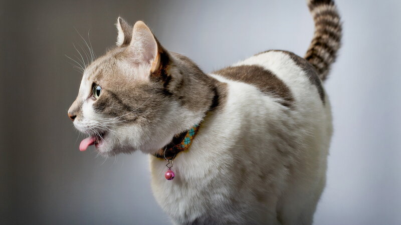Striped Cat with Collar