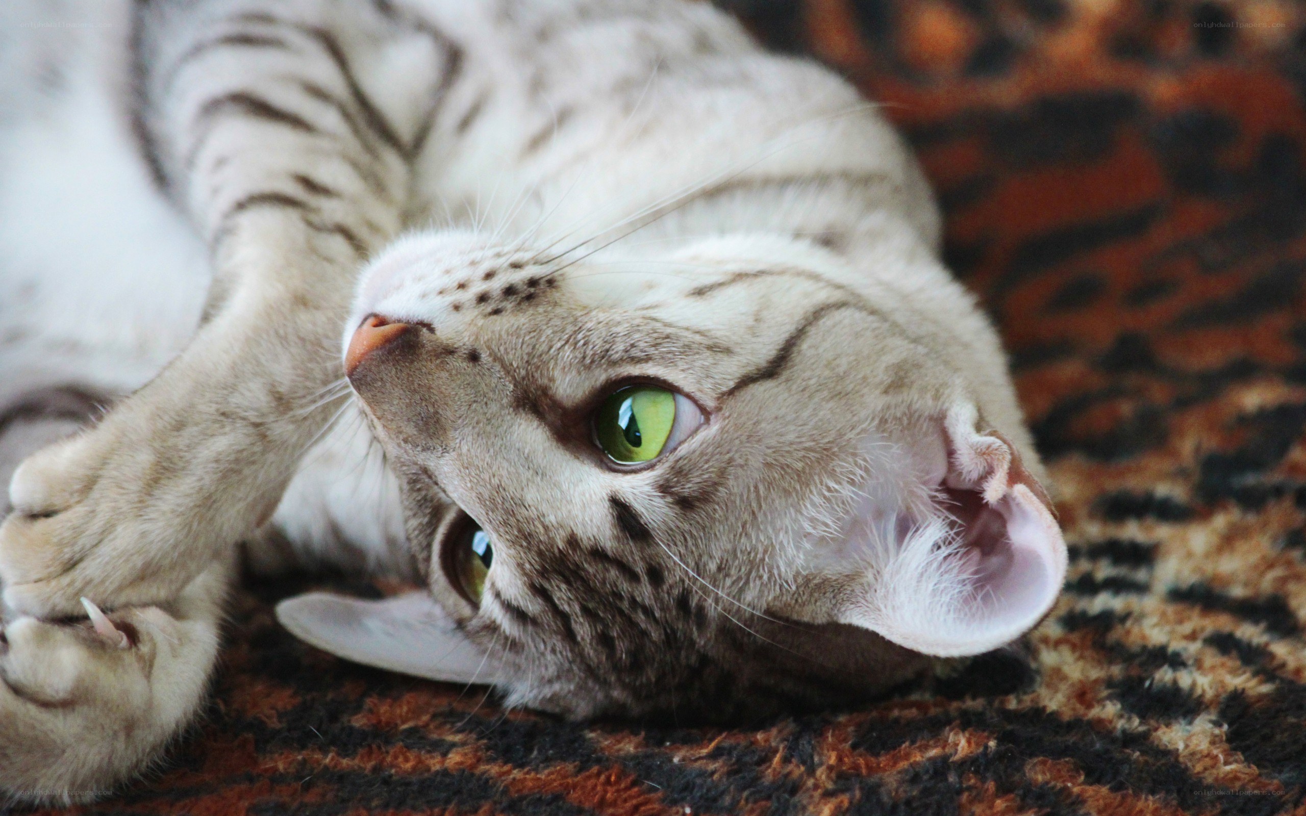 striped cat with green eyes