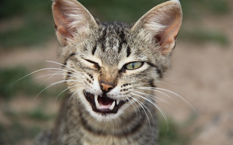 Striped Cat with Open Mouth — Gray