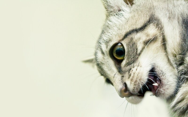 Striped Cat with Open Mouth