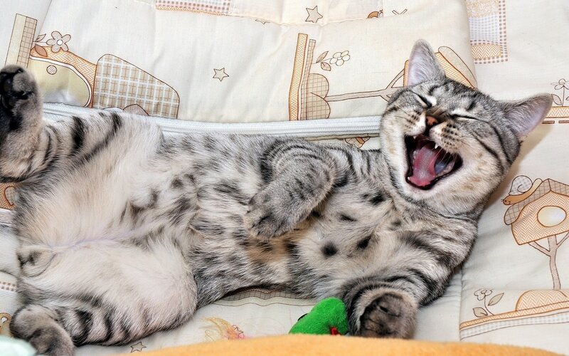 Striped Cat Yawning — Gray, Relaxed, Photograph