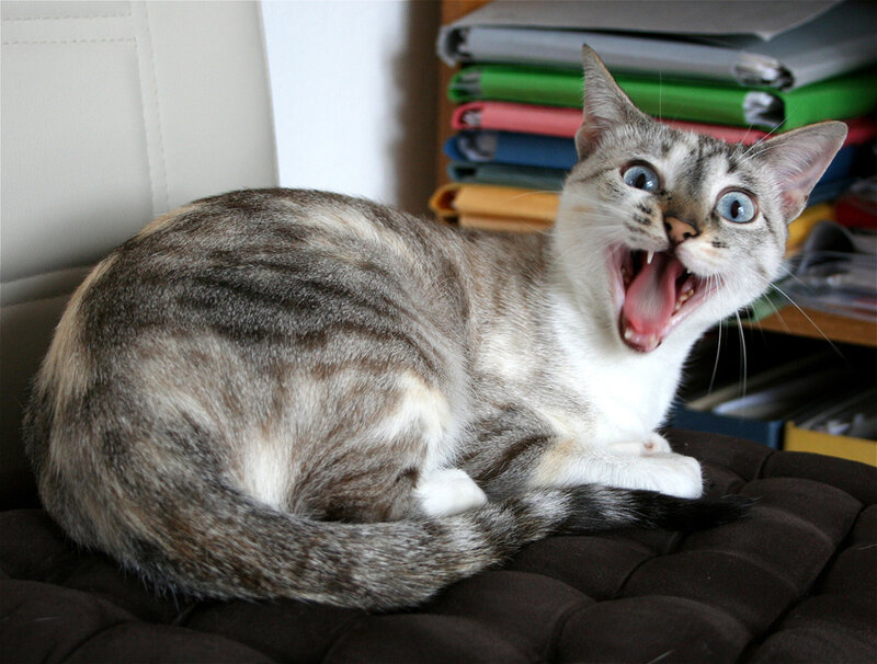 Striped Cat Yawning — Gray