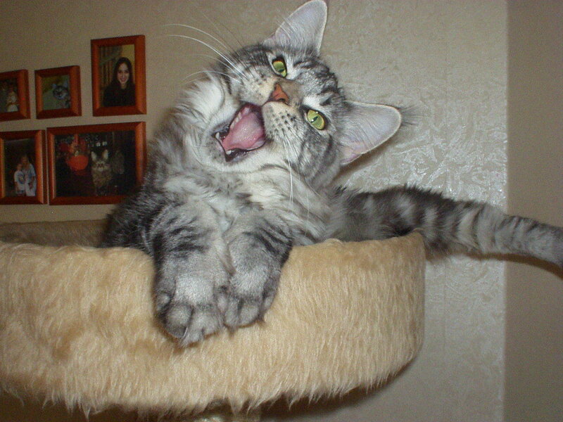 Striped Cat Yawning