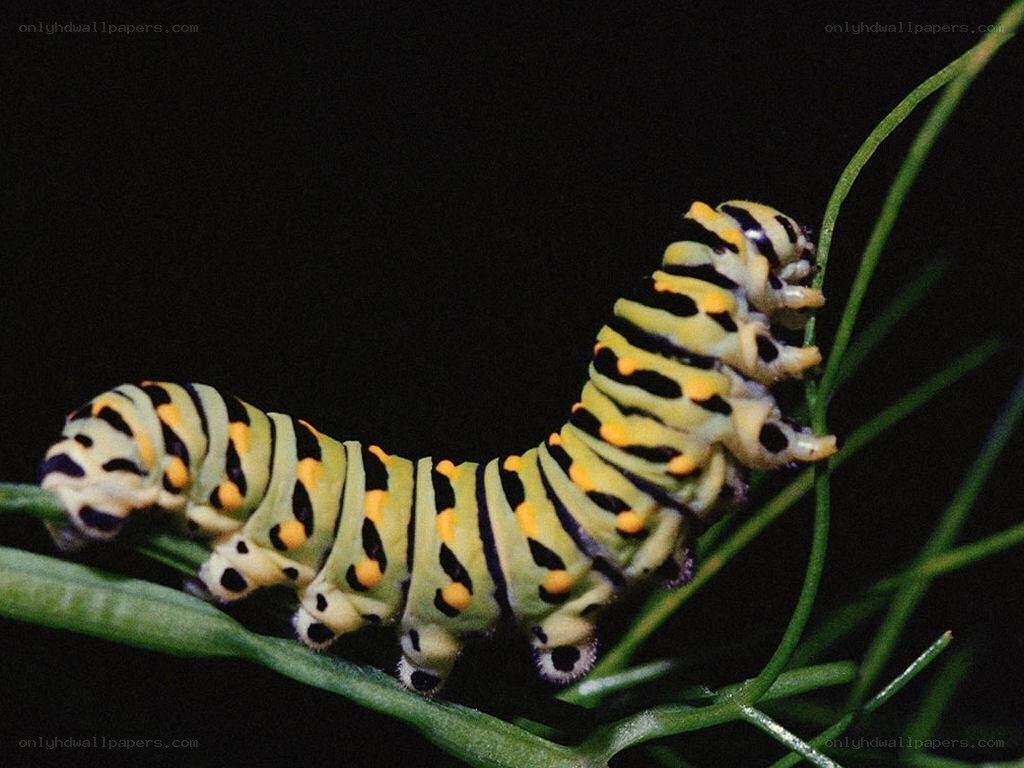 striped caterpillar on a plant