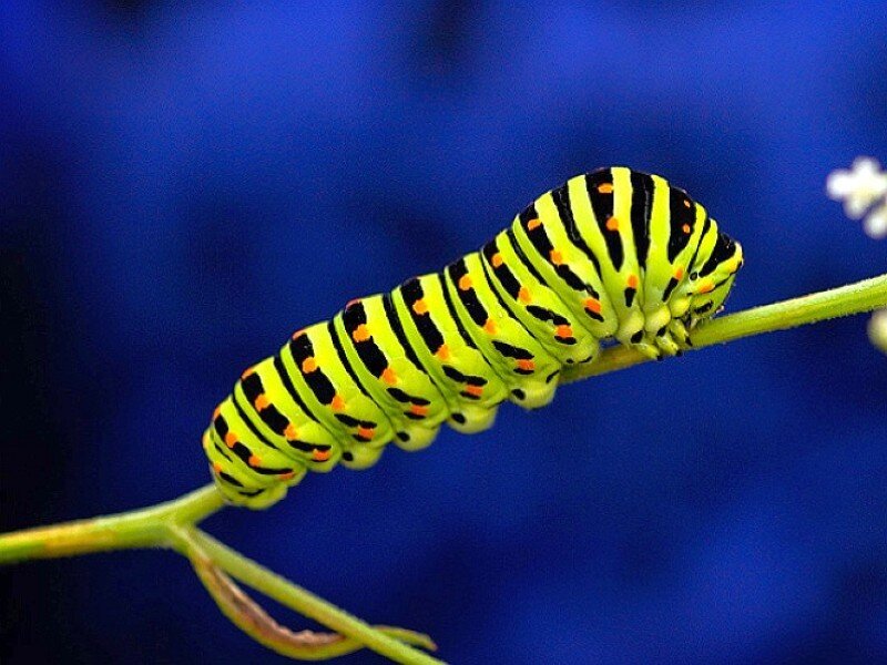 striped caterpillar on a stem