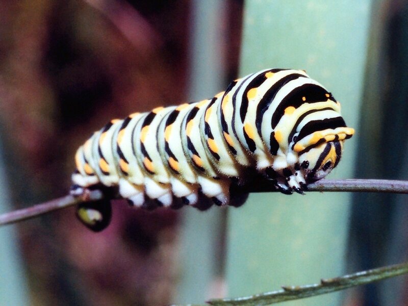 striped caterpillar on a stem