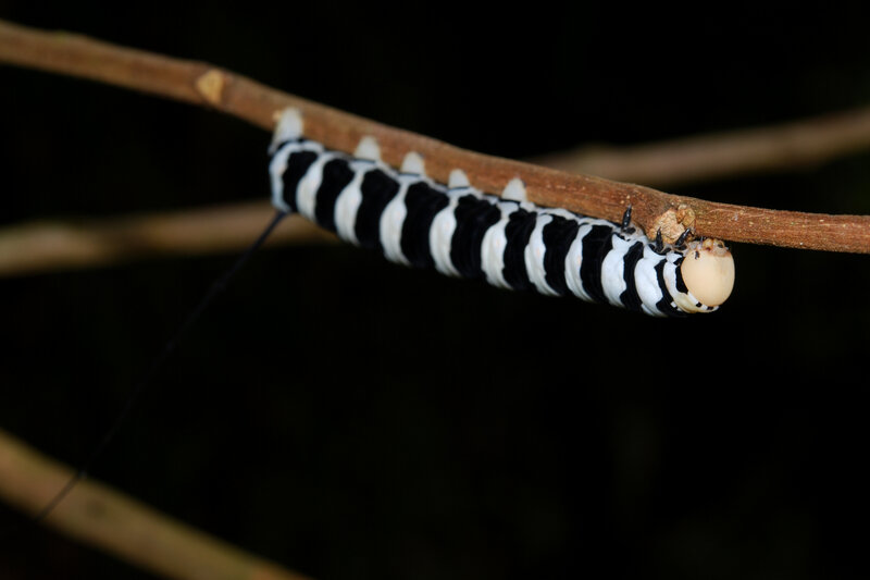 striped caterpillar on branch