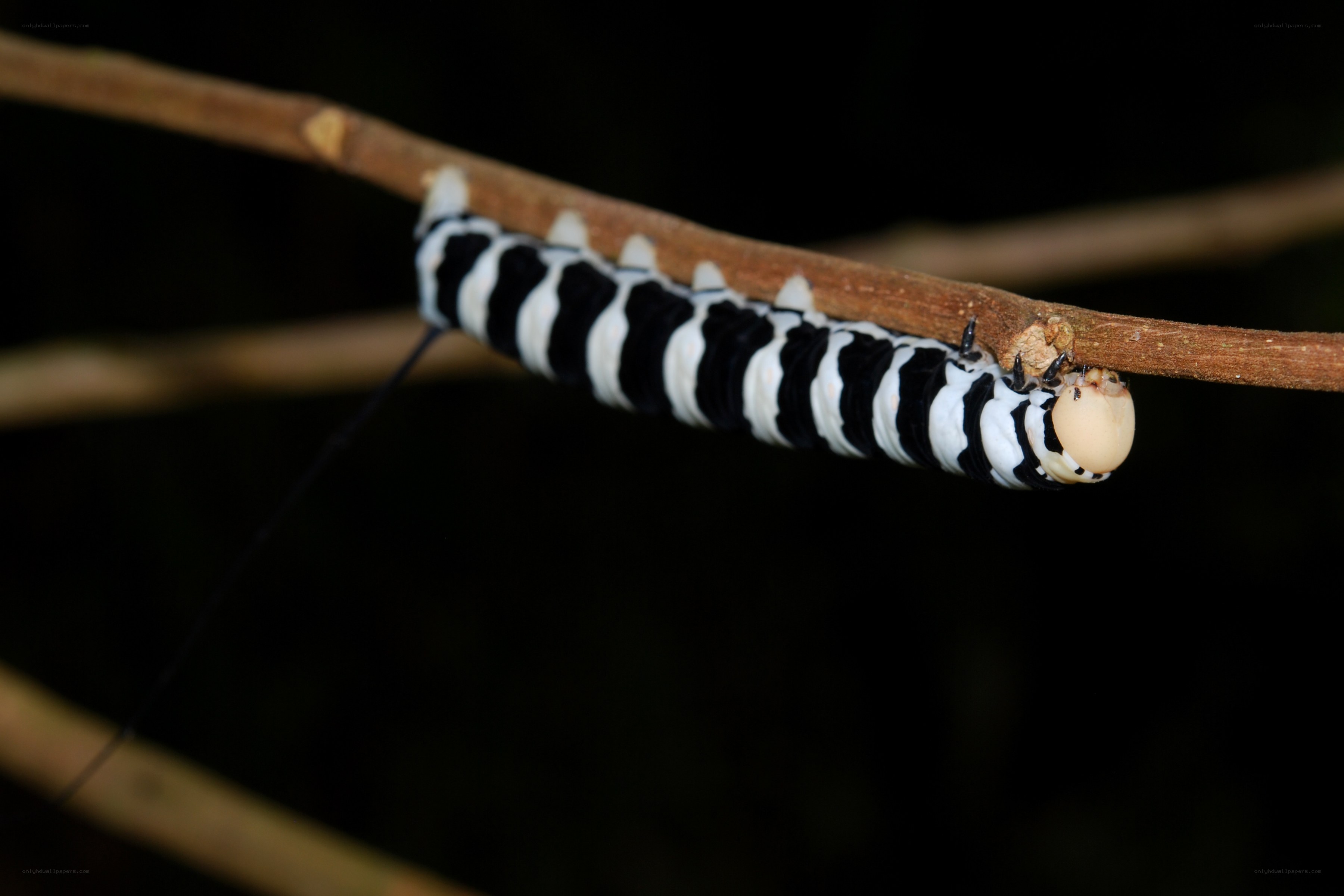 striped caterpillar on branch