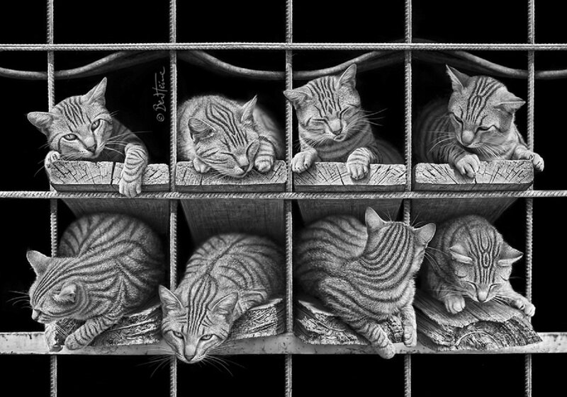 Striped Cats in Cages
