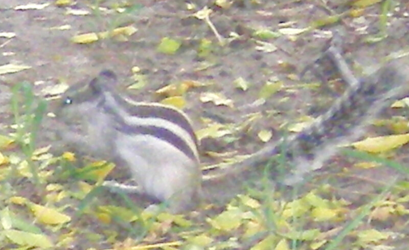 striped chipmunk in grass
