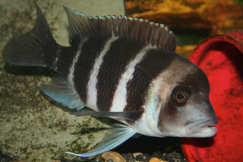 striped cichlid fish