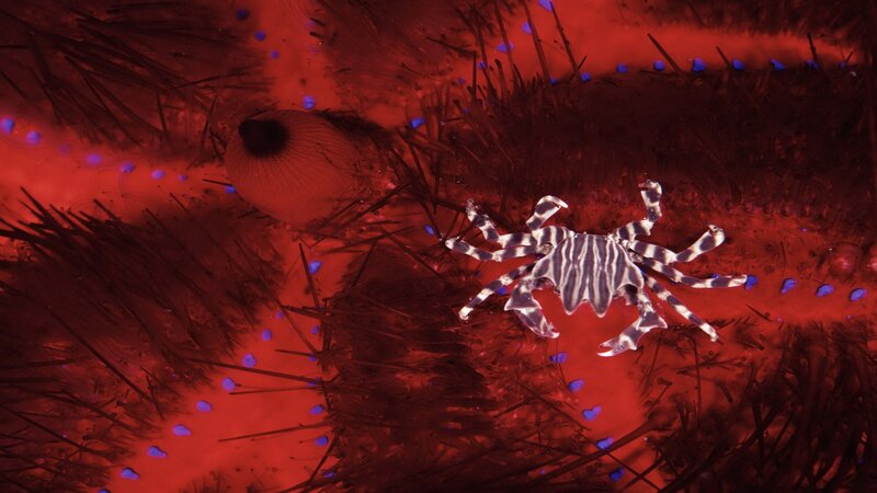 Striped crab on sea urchin