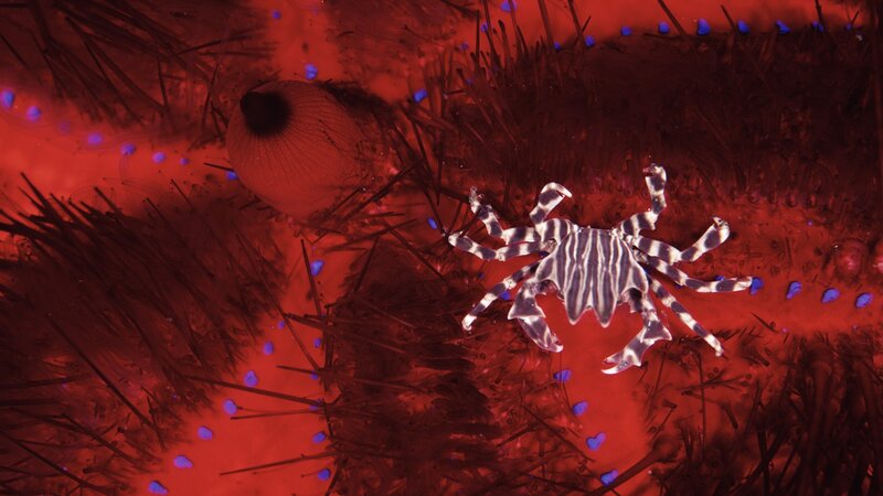 Striped crab on sea urchin