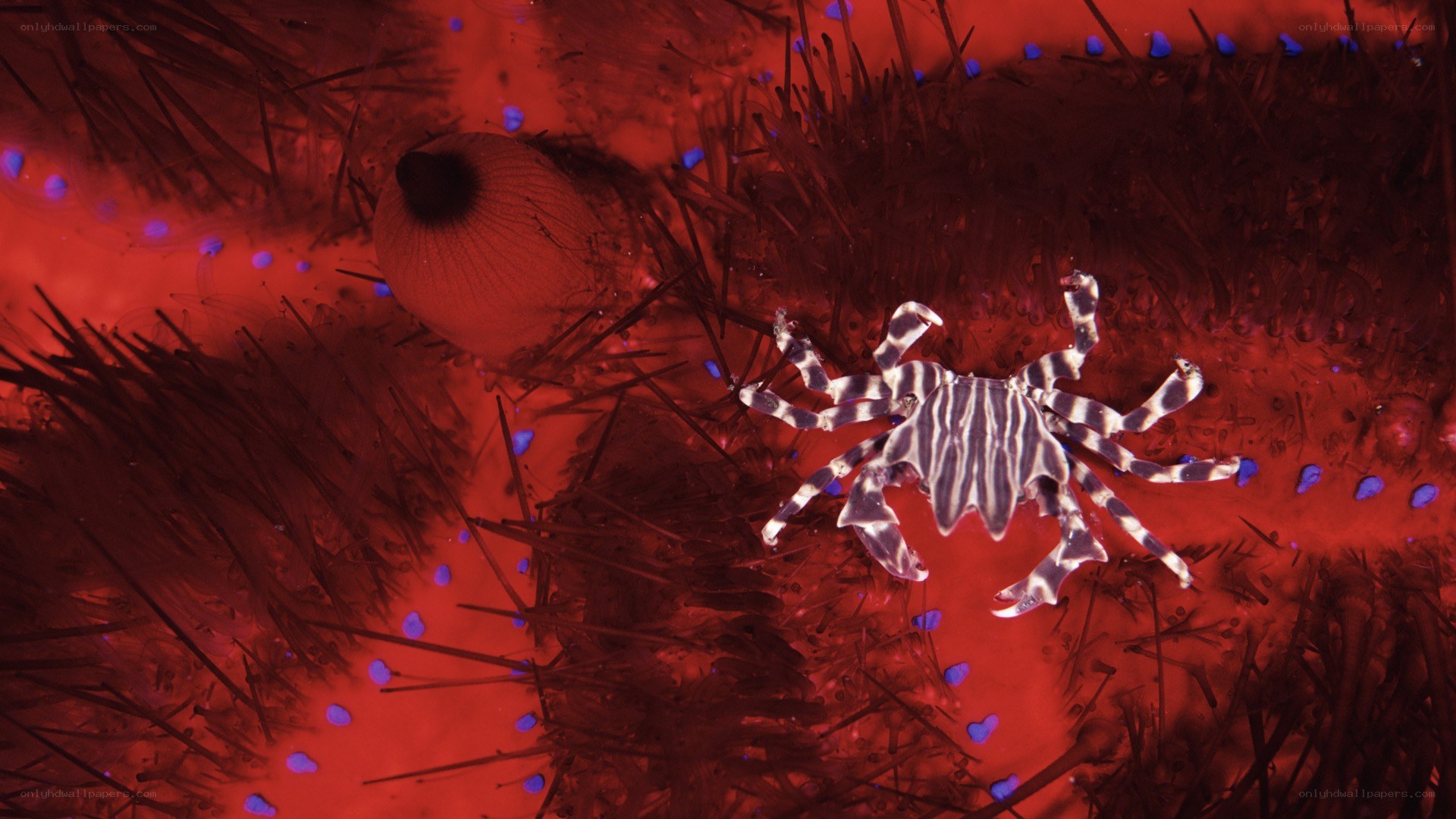 Striped crab on sea urchin