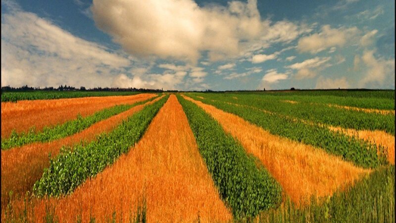 Striped Crop Fields